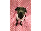 Adopt Garis a Brindle Plott Hound / Mixed dog in Lafayette, IN (41023148)