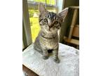 Adopt Fred a Domestic Shorthair / Mixed cat in Mebane, NC (41370104)