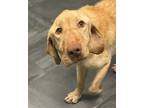 Adopt Justice a Tan/Yellow/Fawn Labrador Retriever / Mixed dog in Jackson