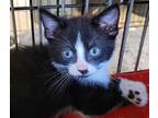 Adopt Knight a All Black Domestic Shorthair / Domestic Shorthair / Mixed cat in