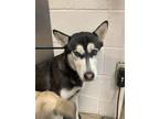 Adopt Lorelai a Black Alaskan Klee Kai / Mixed Breed (Medium) / Mixed (short