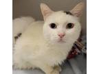 Adopt Lokie a White Domestic Shorthair / Domestic Shorthair / Mixed cat in