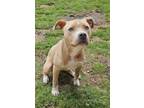 Adopt Tiffany a Tan/Yellow/Fawn - with White American Pit Bull Terrier / Mixed