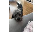Adopt Buddy a Gray/Blue/Silver/Salt & Pepper Maltipoo / Mixed dog in Houston
