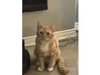 Adopt Archie & Charger a Orange or Red Tabby / Mixed (medium coat) cat in Los