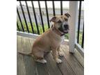 Adopt Holly a Tan/Yellow/Fawn - with White American Staffordshire Terrier /