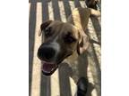 Adopt Evie a Tan/Yellow/Fawn Mastiff / American Pit Bull Terrier / Mixed dog in