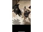 Adopt Royal a Black German Shepherd Dog / Labrador Retriever / Mixed dog in