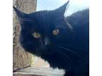 Adopt Brownie a All Black Domestic Mediumhair / Mixed (medium coat) cat in