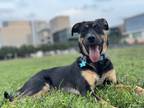 Adopt Kiwi a Black - with Tan, Yellow or Fawn Rottweiler / German Shepherd Dog /