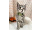Adopt Erik a Gray or Blue Domestic Shorthair / Domestic Shorthair / Mixed cat in