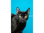Adopt Nico a All Black Domestic Shorthair / Domestic Shorthair / Mixed cat in