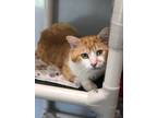 Adopt Arson a Orange or Red Domestic Mediumhair / Domestic Shorthair / Mixed cat