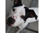 Adopt Jill a Black American Staffordshire Terrier / Mixed dog in Richmond