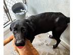 Adopt Frankie a Black Labrador Retriever / Mixed dog in Raeford, NC (41372910)