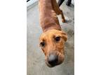 Adopt Filbert a Brown/Chocolate Labrador Retriever / Mixed dog in Raeford