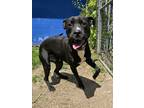 Adopt Romeo a Black American Pit Bull Terrier / Mixed Breed (Medium) / Mixed