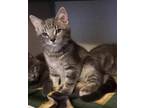 Adopt Windy a Gray or Blue Domestic Shorthair / Mixed Breed (Medium) / Mixed