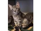 Adopt Windy a Gray or Blue Domestic Shorthair / Domestic Shorthair / Mixed cat