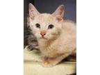 Adopt Sunny a Tan or Fawn Domestic Shorthair / Domestic Shorthair / Mixed cat in