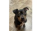 Adopt Milo a Brown/Chocolate - with White American Pit Bull Terrier / Mixed dog