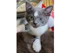 Adopt Doc a Gray or Blue Domestic Shorthair / Domestic Shorthair / Mixed cat in