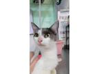 Adopt Jojo a White Domestic Shorthair / Domestic Shorthair / Mixed cat in