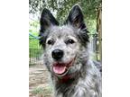 Adopt Lily a Gray/Blue/Silver/Salt & Pepper Australian Cattle Dog / Mixed dog in