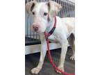 Adopt Scones a White American Pit Bull Terrier / Mixed dog in Rio Rancho
