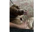 Adopt Chelsea a Brindle American Pit Bull Terrier / Mixed dog in Beaverton