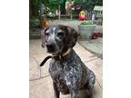 Adopt Maddy a Gray/Silver/Salt & Pepper - with Black German Shorthaired Pointer