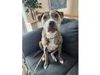 Adopt French Toast a Brindle - with White Pit Bull Terrier / Mixed dog in