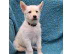 Adopt Mason a White Husky / Shepherd (Unknown Type) / Mixed dog in Salem