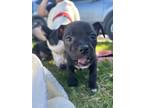 Adopt Ditto a Black - with White Terrier (Unknown Type, Small) / Mixed dog in