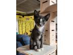 Adopt Tommy a Gray, Blue or Silver Tabby Domestic Shorthair (short coat) cat in