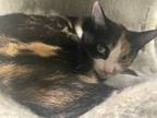 Adopt Tiffany a Calico or Dilute Calico Domestic Shorthair (short coat) cat in