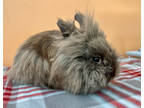Adopt Smudge a Fawn Lionhead / Lionhead / Mixed (short coat) rabbit in Baraboo