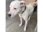 Adopt Kodax a White American Pit Bull Terrier / Mixed dog in Raeford