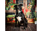 Adopt Silky a Black Mixed Breed (Large) / Mixed dog in Anderson, SC (41216469)