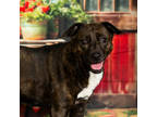 Adopt Onyx a Brown/Chocolate Mixed Breed (Medium) / Mixed dog in Anderson