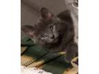 Adopt Snowy a Gray or Blue Domestic Shorthair / Domestic Shorthair / Mixed cat