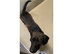 Adopt Archibald a Black American Pit Bull Terrier / Mixed dog in Newport News