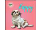 Adopt Happy a White - with Brown or Chocolate Shih Tzu / Mixed dog in Troy
