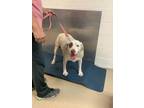 Adopt Canelo a White Labrador Retriever / Mixed dog in Fort Worth, TX (41372490)