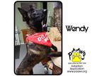 Adopt Wendy a Black Belgian Malinois / Mixed dog in Newburgh, IN (41372468)