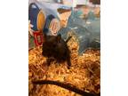 Adopt Maddy a Black Gerbil / Mixed small animal in Durango, CO (41372561)