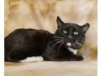Adopt AZRIEL a All Black Domestic Shorthair / Domestic Shorthair / Mixed cat in
