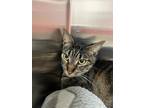 Adopt Muffin a All Black Domestic Shorthair / Domestic Shorthair / Mixed cat in