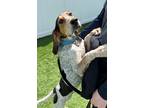 Adopt Angelene a Tan/Yellow/Fawn English (Redtick) Coonhound / Mixed dog in