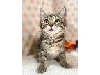 Adopt Phantom a Brown Tabby Domestic Shorthair / Mixed Breed (Medium) / Mixed